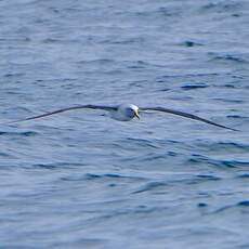 Albatros de Buller