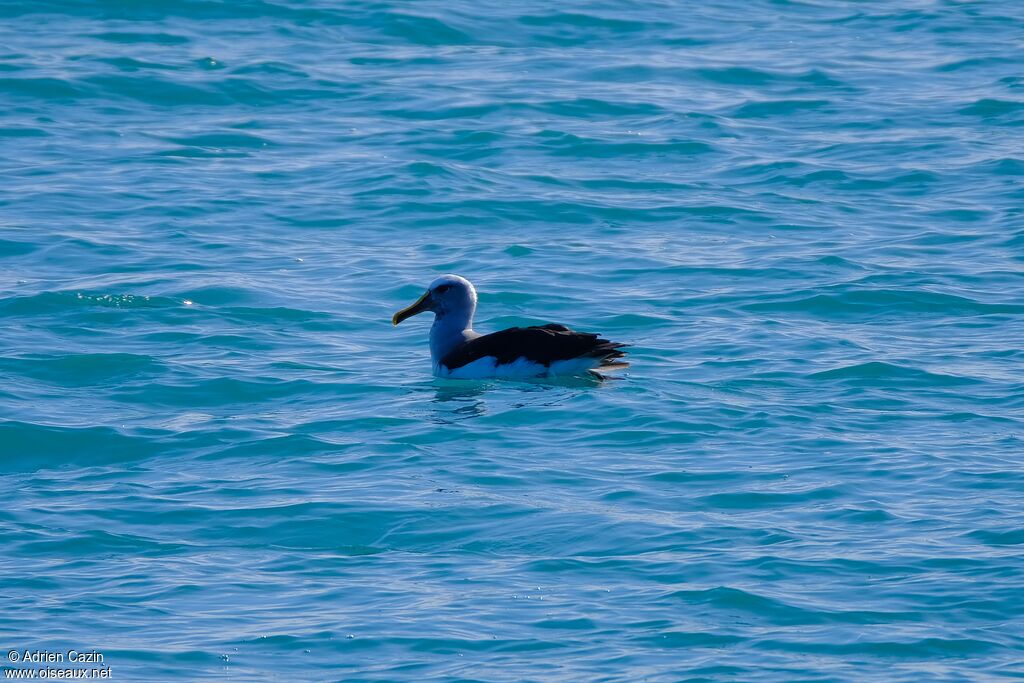 Albatros de Bulleradulte