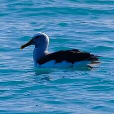 Albatros de Buller