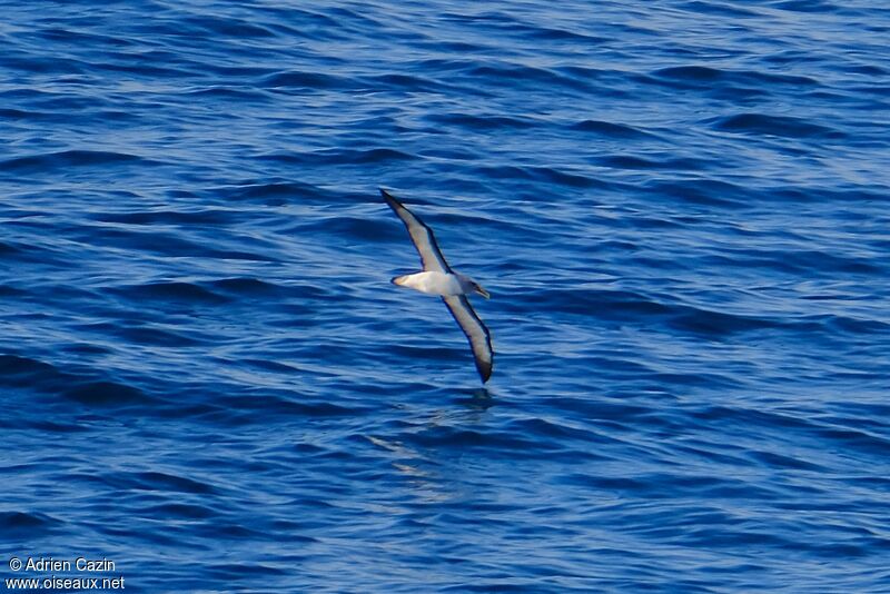 Buller's Albatrossadult, Flight