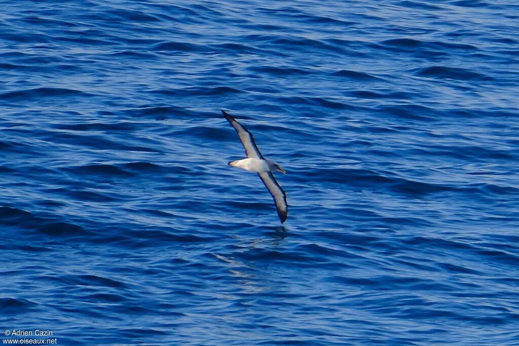 Albatros de Bulleradulte, Vol