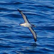 Buller's Albatross