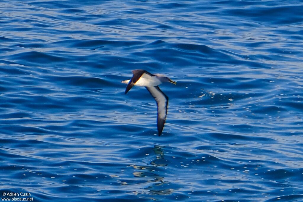 Buller's Albatrossadult, Flight