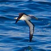 Buller's Albatross