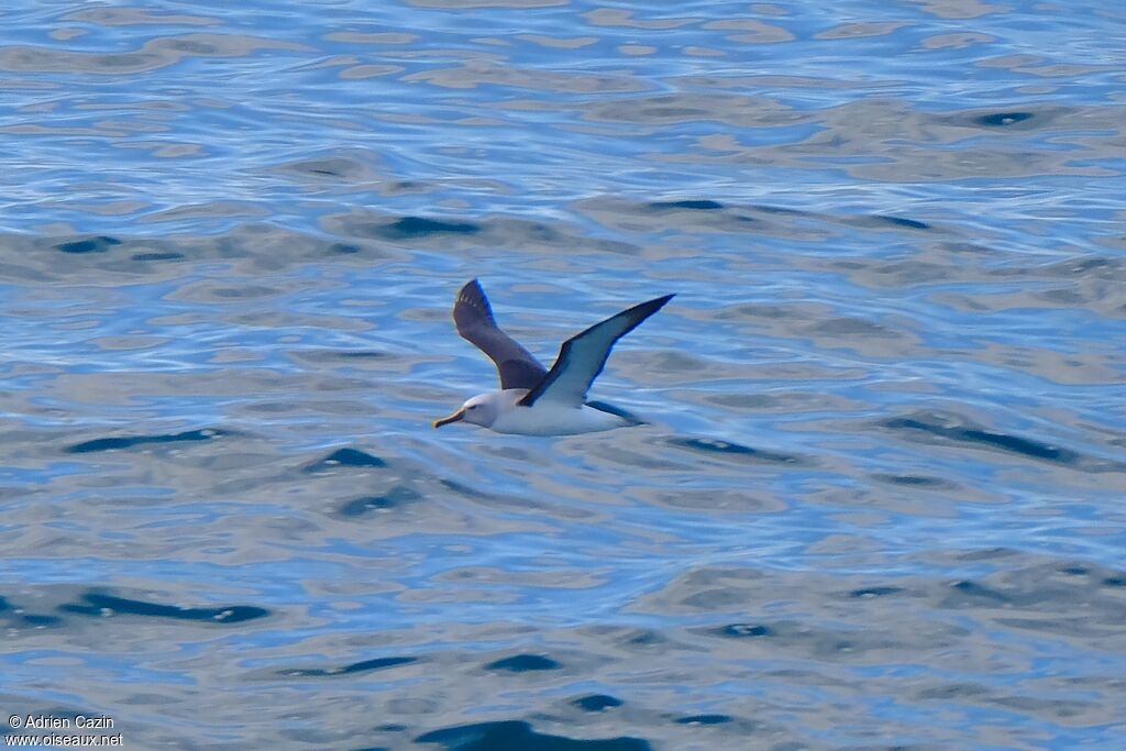 Buller's Albatrossadult, Flight