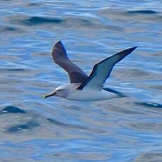 Albatros de Buller