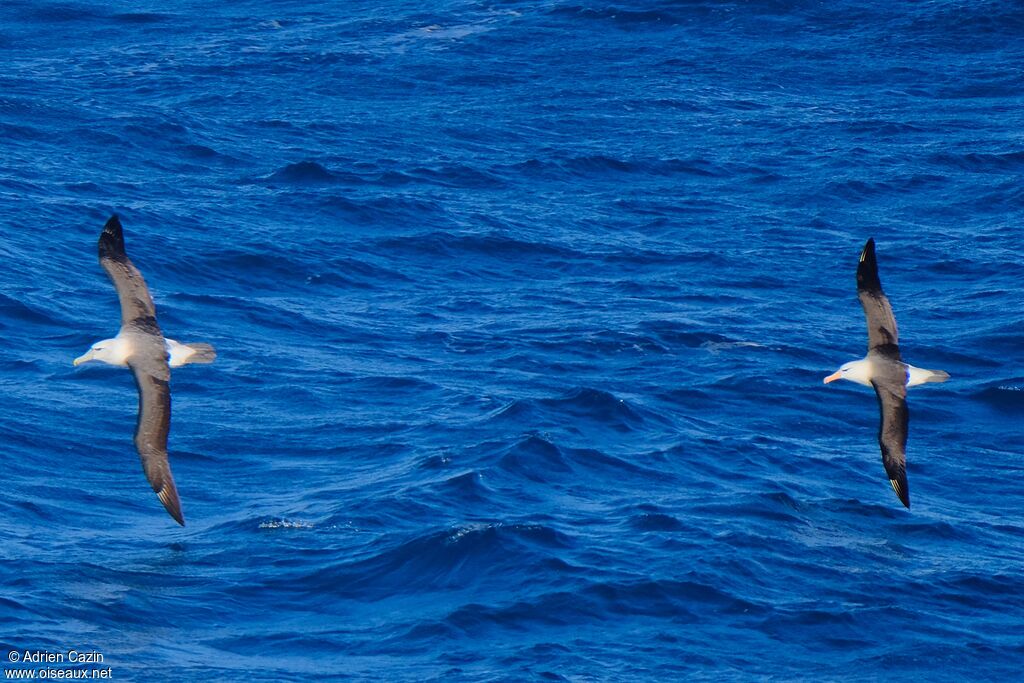 Salvin's Albatross, Flight