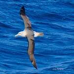 Albatros de Salvin