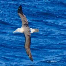 Albatros de Salvin