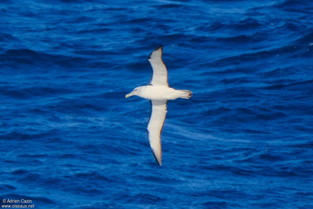 Albatros de Salvin, Vol