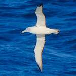 Albatros de Salvin