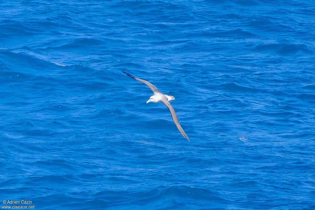 Albatros de Salvin, Vol