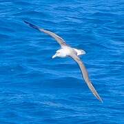 Albatros de Salvin