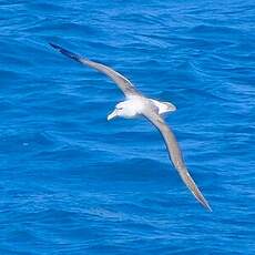 Albatros de Salvin