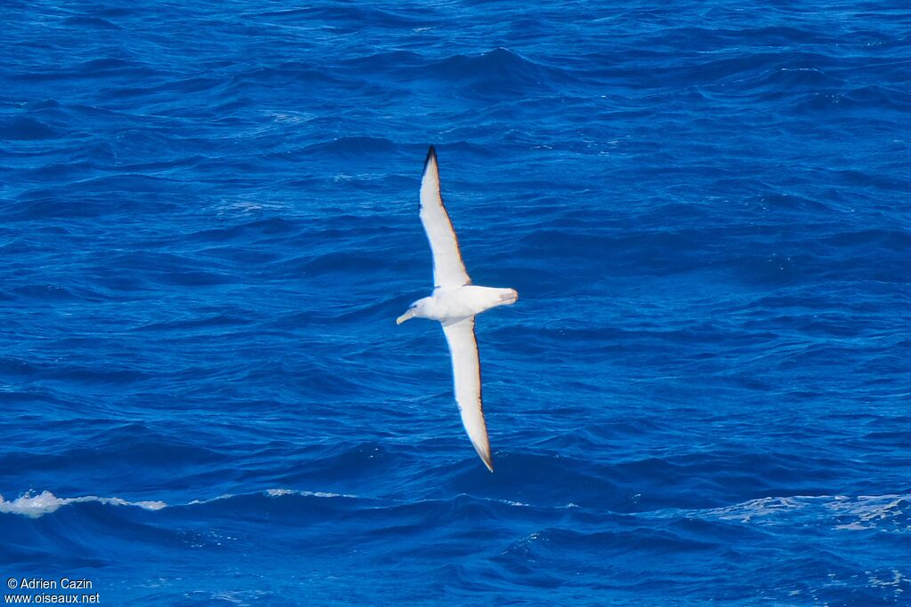 Albatros de Salvin, Vol