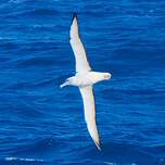 Albatros de Salvin