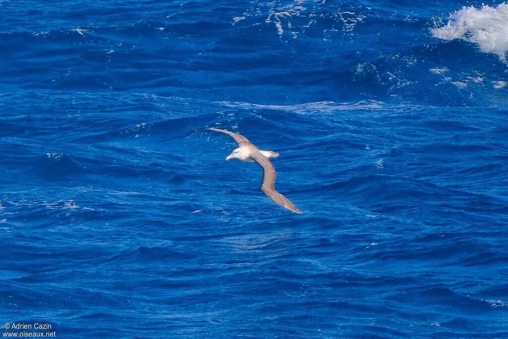 Salvin's Albatross, Flight