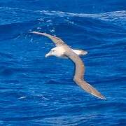 Salvin's Albatross