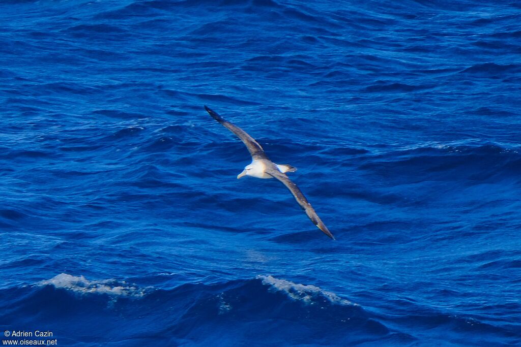 Salvin's Albatross, Flight