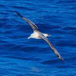 Albatros de Salvin