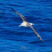 Salvin's Albatross