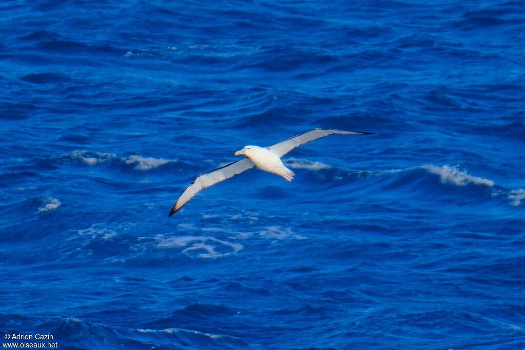 Salvin's Albatross, Flight