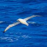 Albatros de Salvin