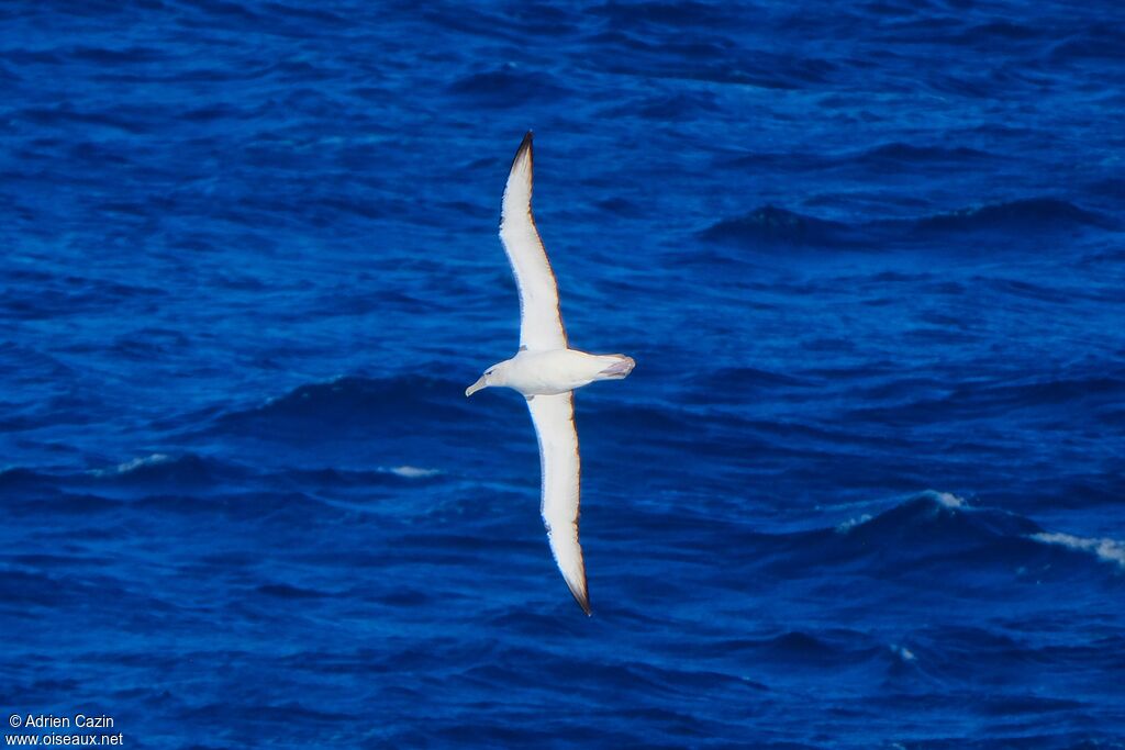 Salvin's Albatross, Flight