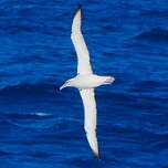 Albatros de Salvin