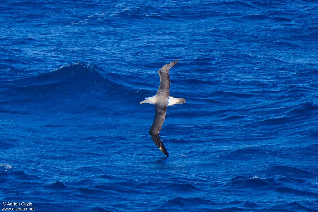 Albatros de Salvin, Vol