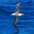 Albatros de Salvin