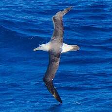 Albatros de Salvin