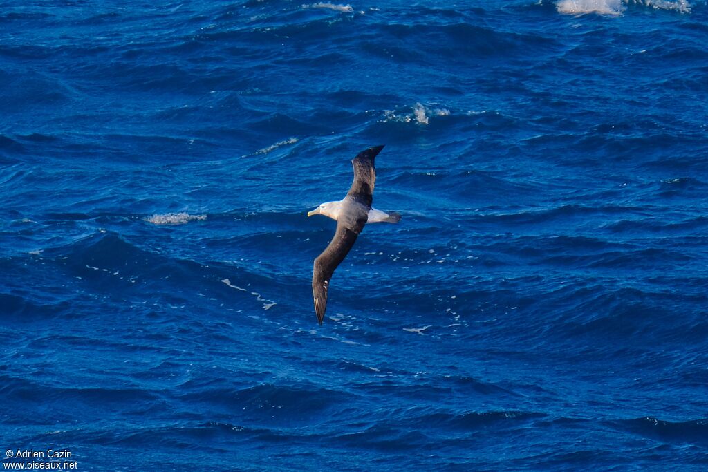 Albatros de Salvin, Vol