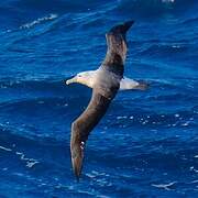 Albatros de Salvin