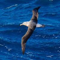 Albatros de Salvin