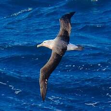 Albatros de Salvin