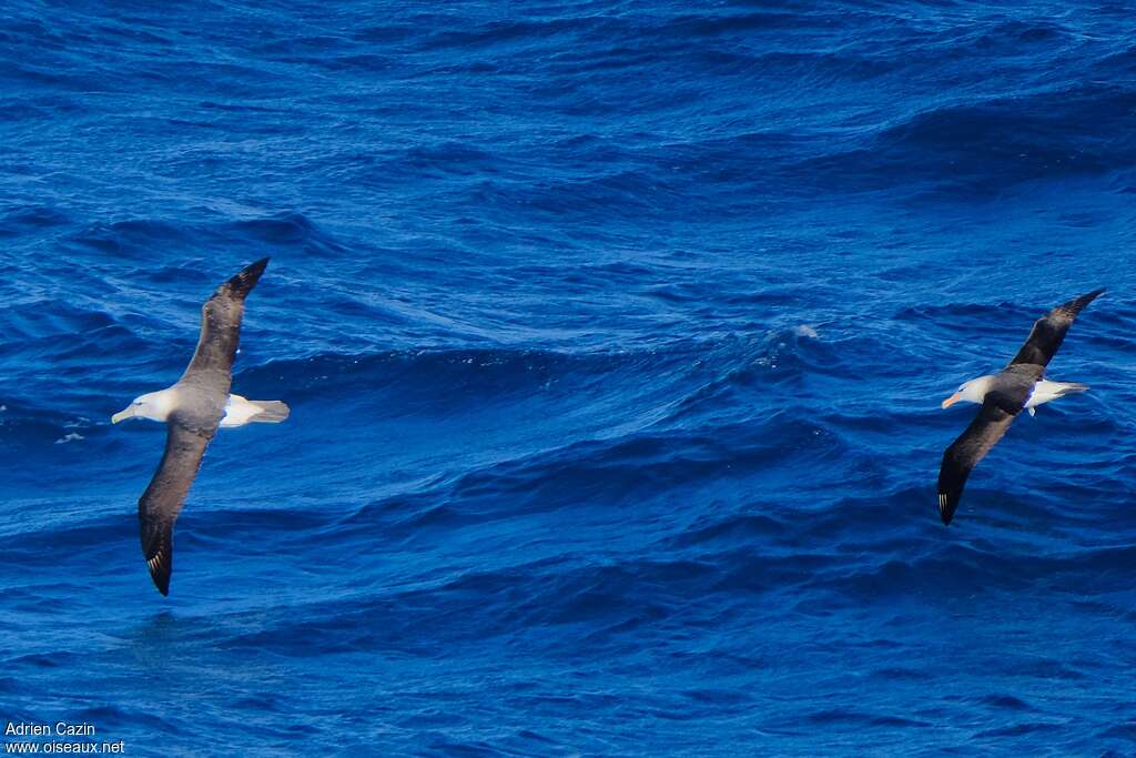 Salvin's Albatross, Flight