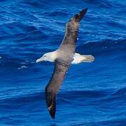 Albatros de Salvin