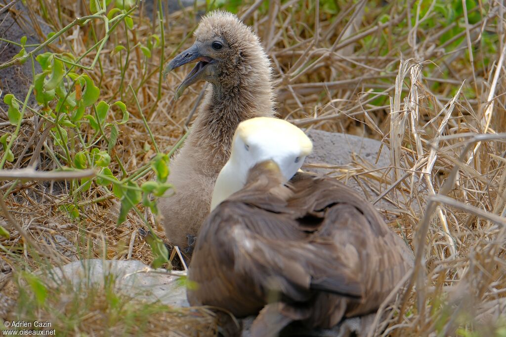Waved AlbatrossPoussin, Reproduction-nesting