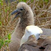 Albatros des Galapagos