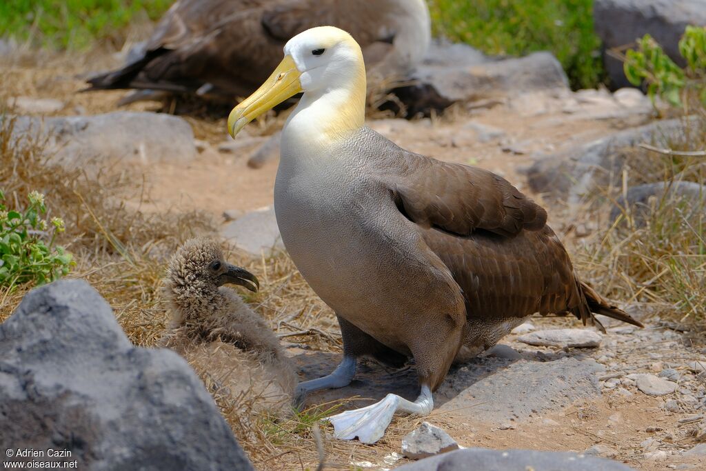 Albatros des Galapagosadulte, identification, Nidification
