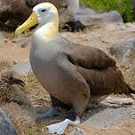 Albatros des Galapagos