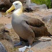 Albatros des Galapagos