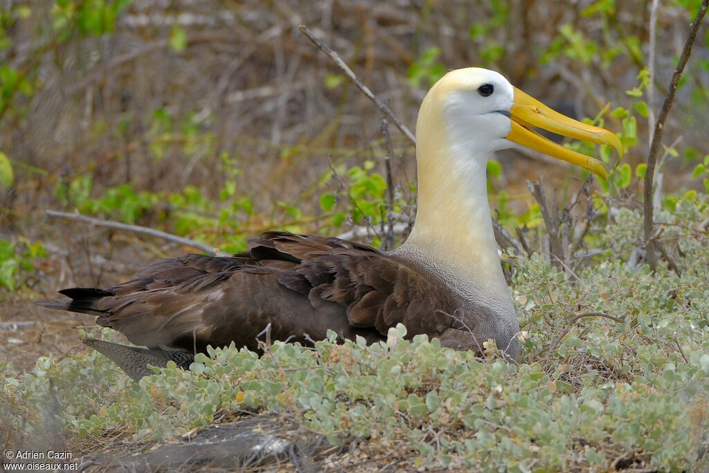 Albatros des Galapagosadulte, Nidification