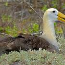 Albatros des Galapagos