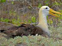 Albatros des Galapagos