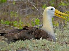 Albatros des Galapagos