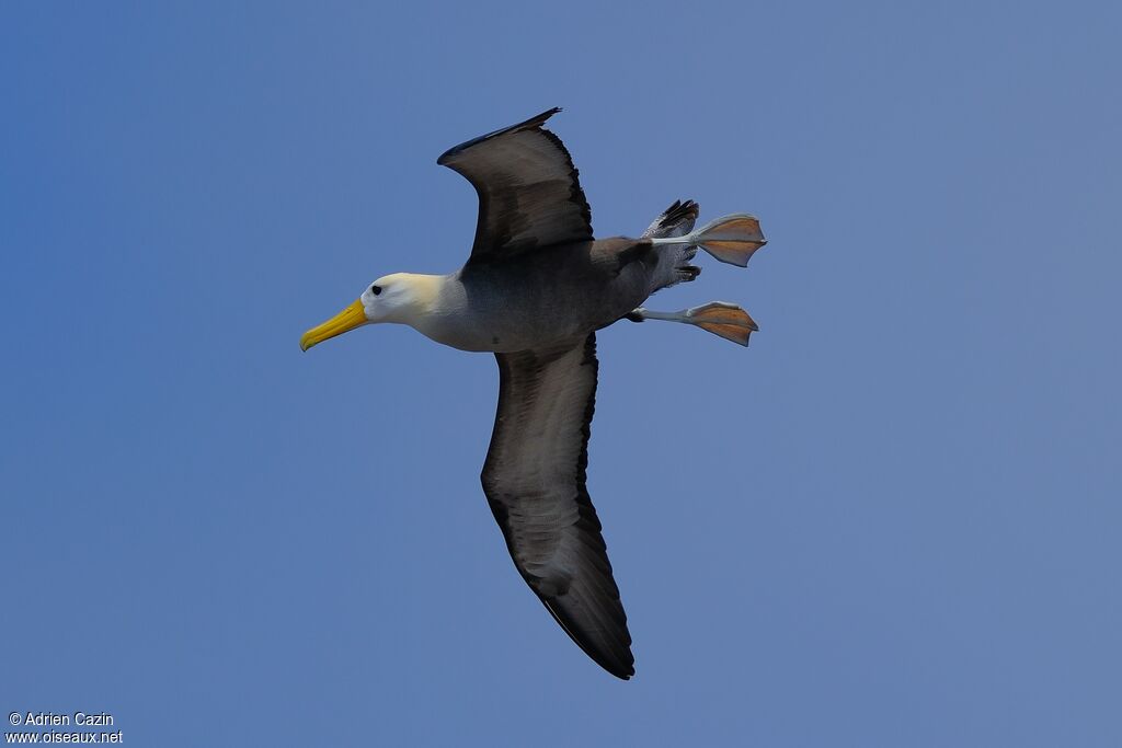 Albatros des Galapagosadulte, Vol
