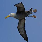 Albatros des Galapagos