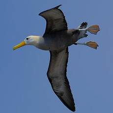 Albatros des Galapagos